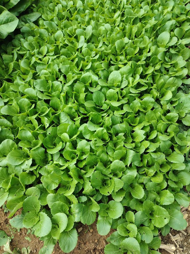 走出温室大棚种植误区